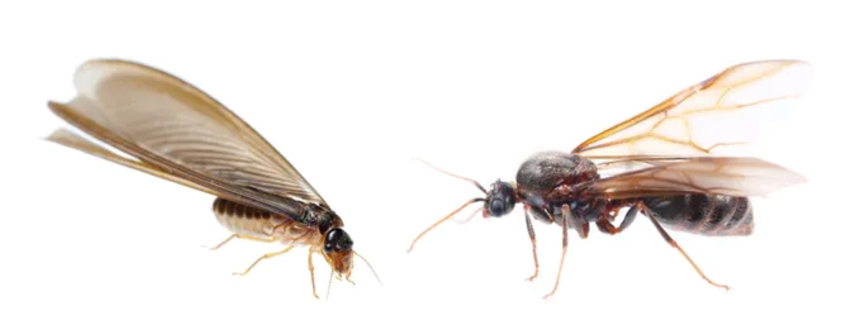 A comparison photo of a flying ant and a termite.