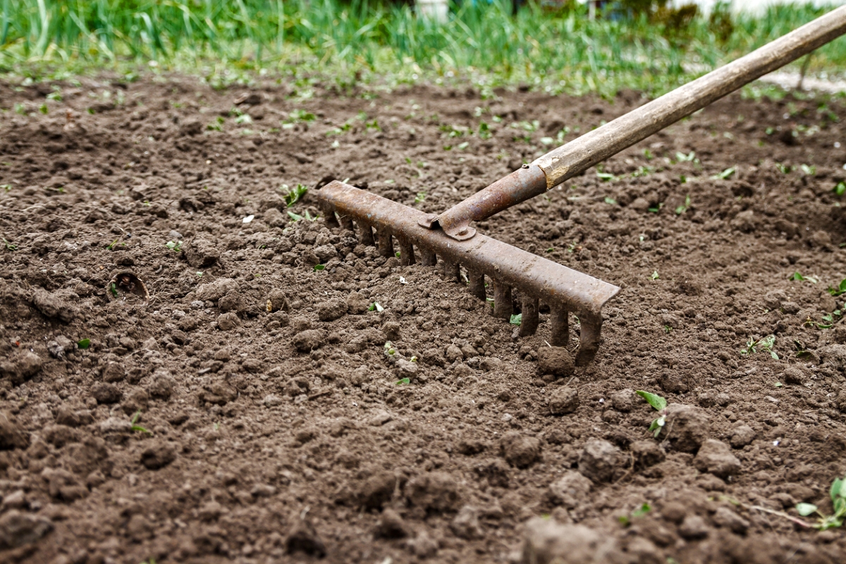 raking dirt for garden