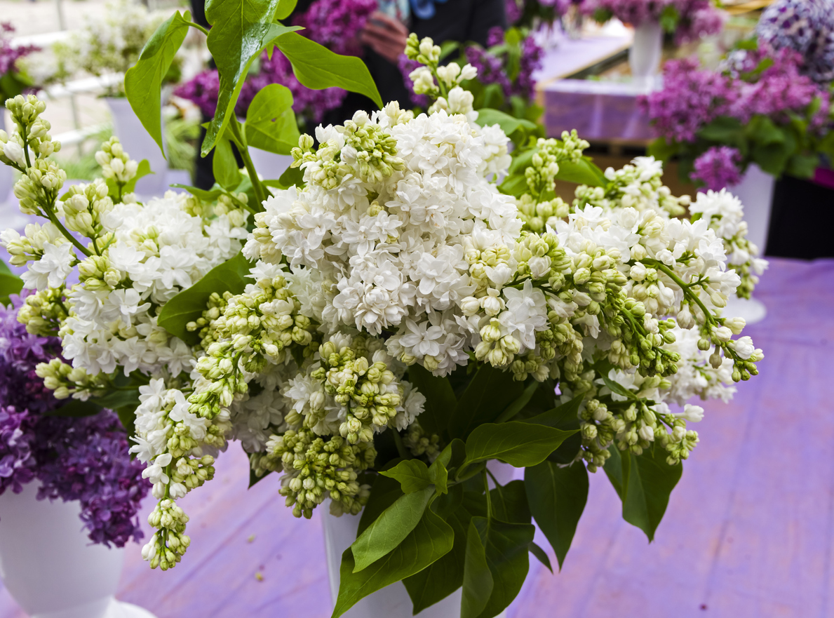 lilac varieties