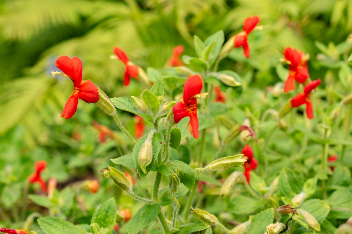 Plant with small red flowers.