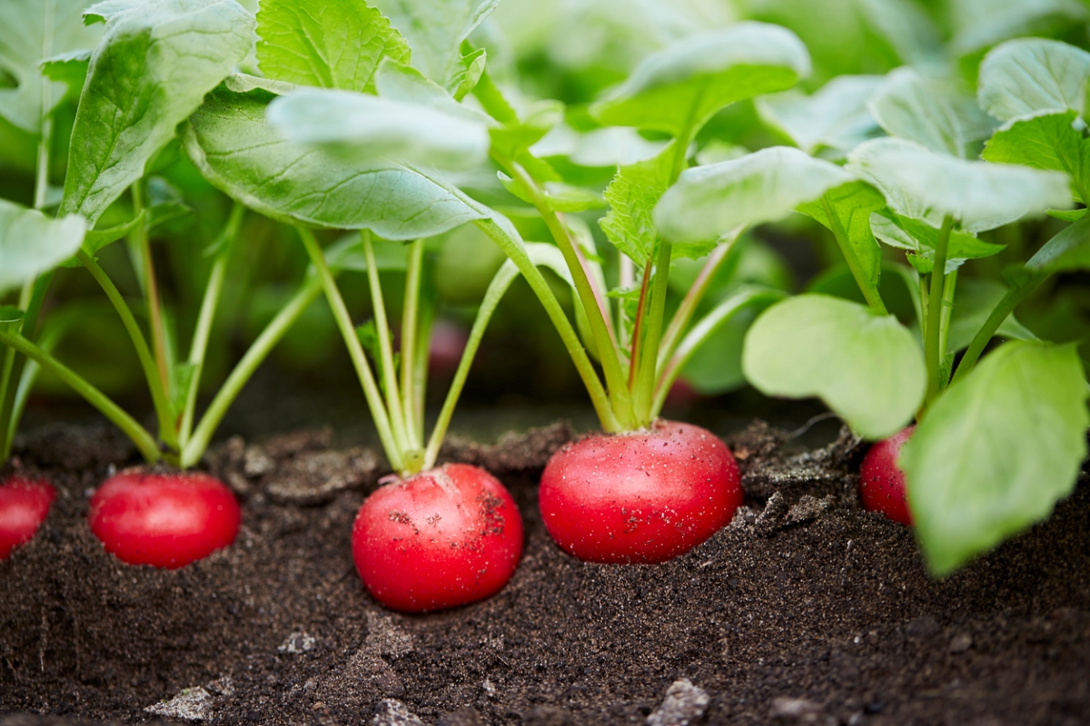 Petits radis rouges poussant dans le sol.