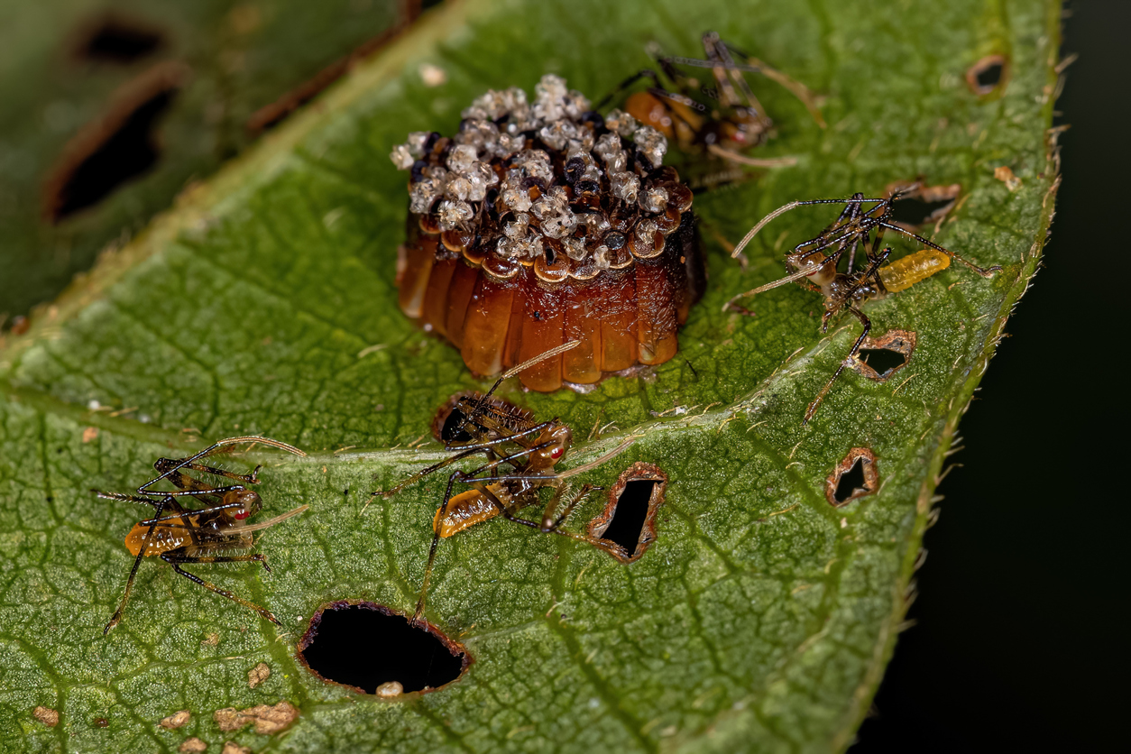 Assassin Bug Nymphs with eggs