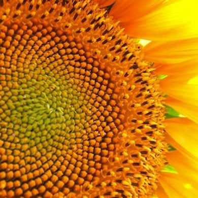 10 Not-to-Be-Missed Sunflower Blooms