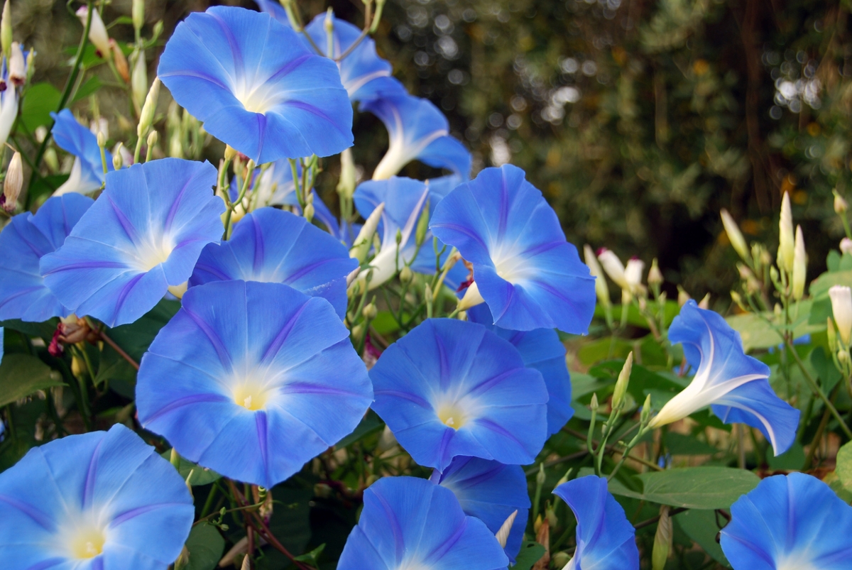 Blue morning glory flowers