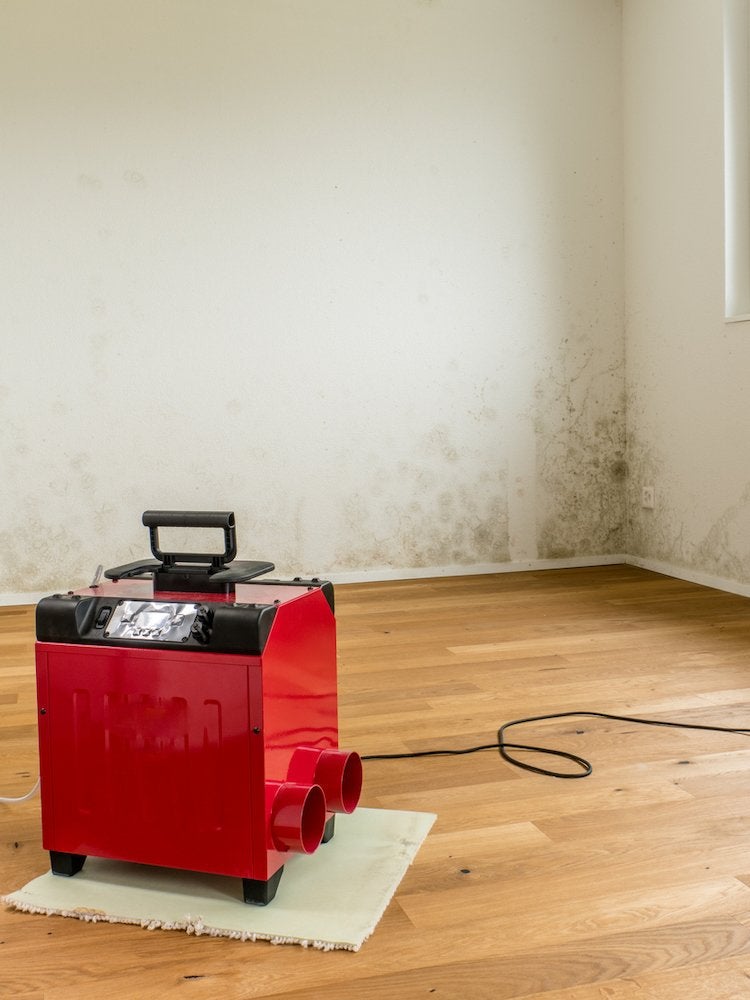 The Dark, Dirty Truth About Household Mold (And How to Rid Yourself of It)