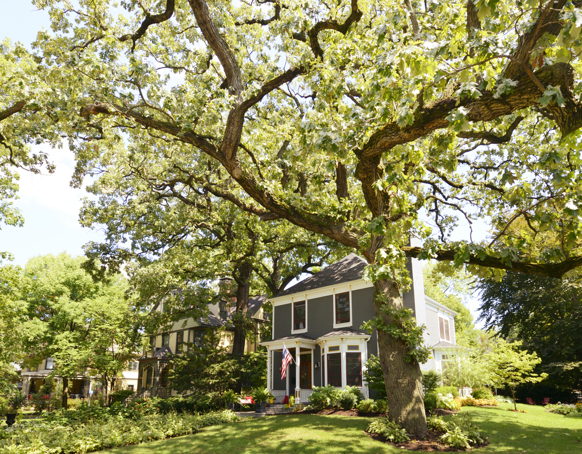 large house with large front lawn and large sunlit tree with light shining on the side