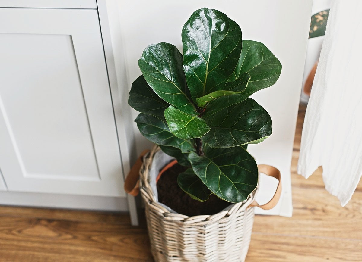 Count On These 25 Indoor Plants for Easy Color Year-Round