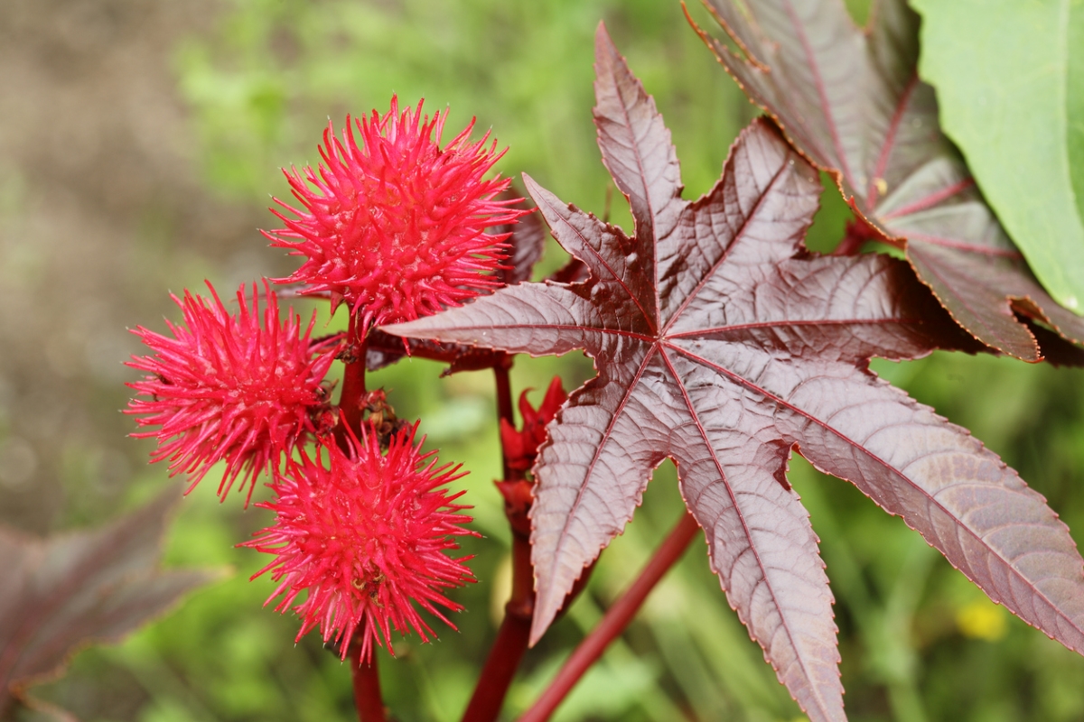 Red Castor Bean flowers