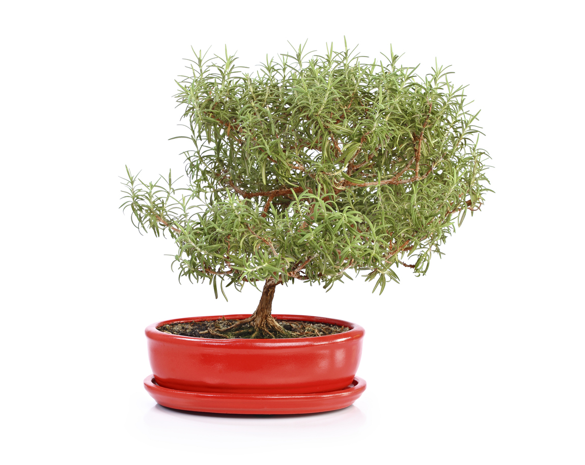 types of bonsai trees