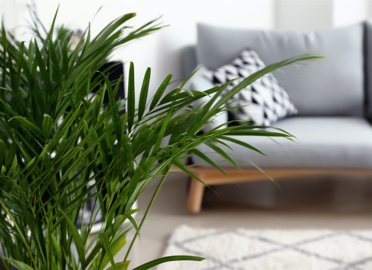 These 11 Plants May Help Keep Your House Cool