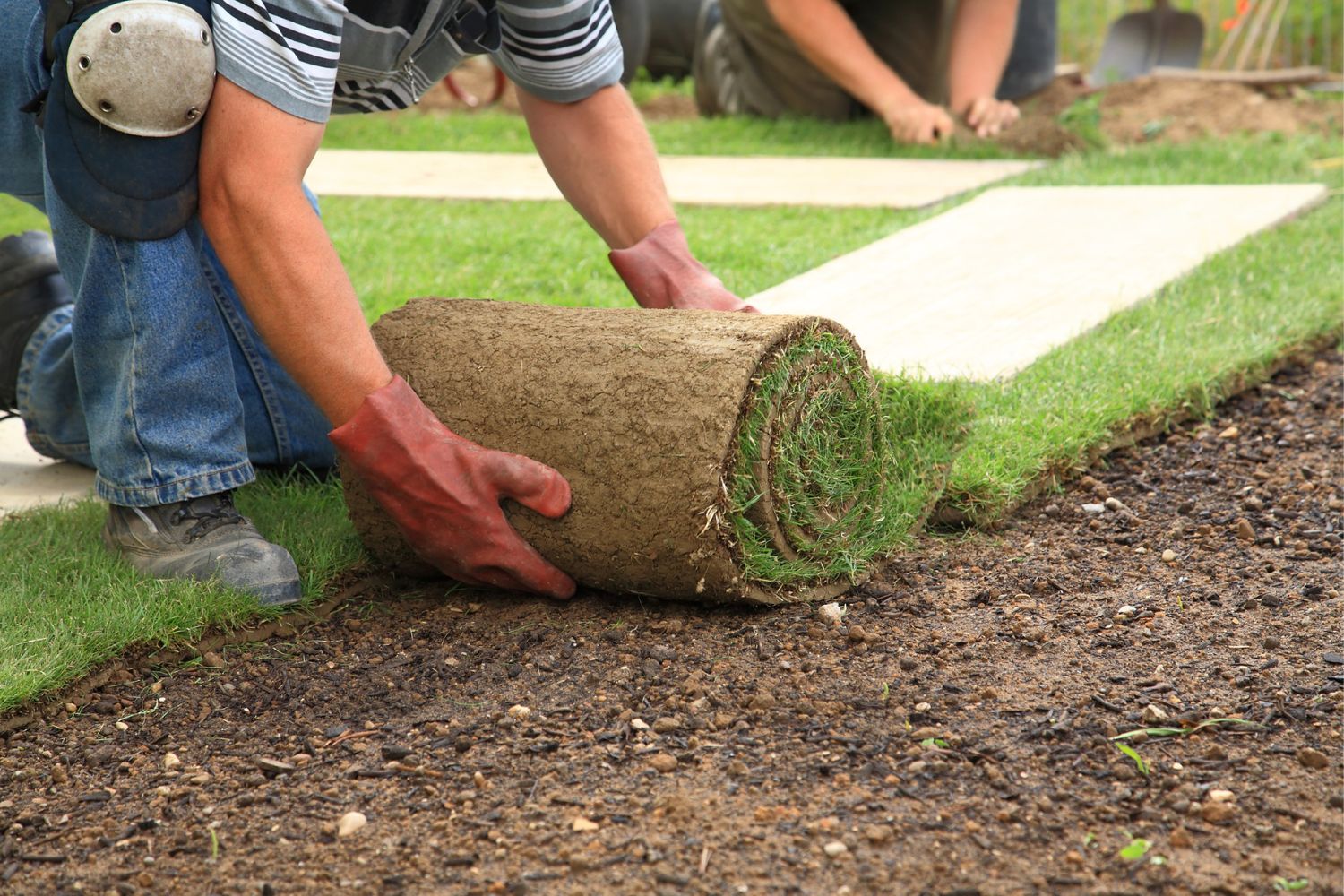 A worker rolls sod onto a new lawn.