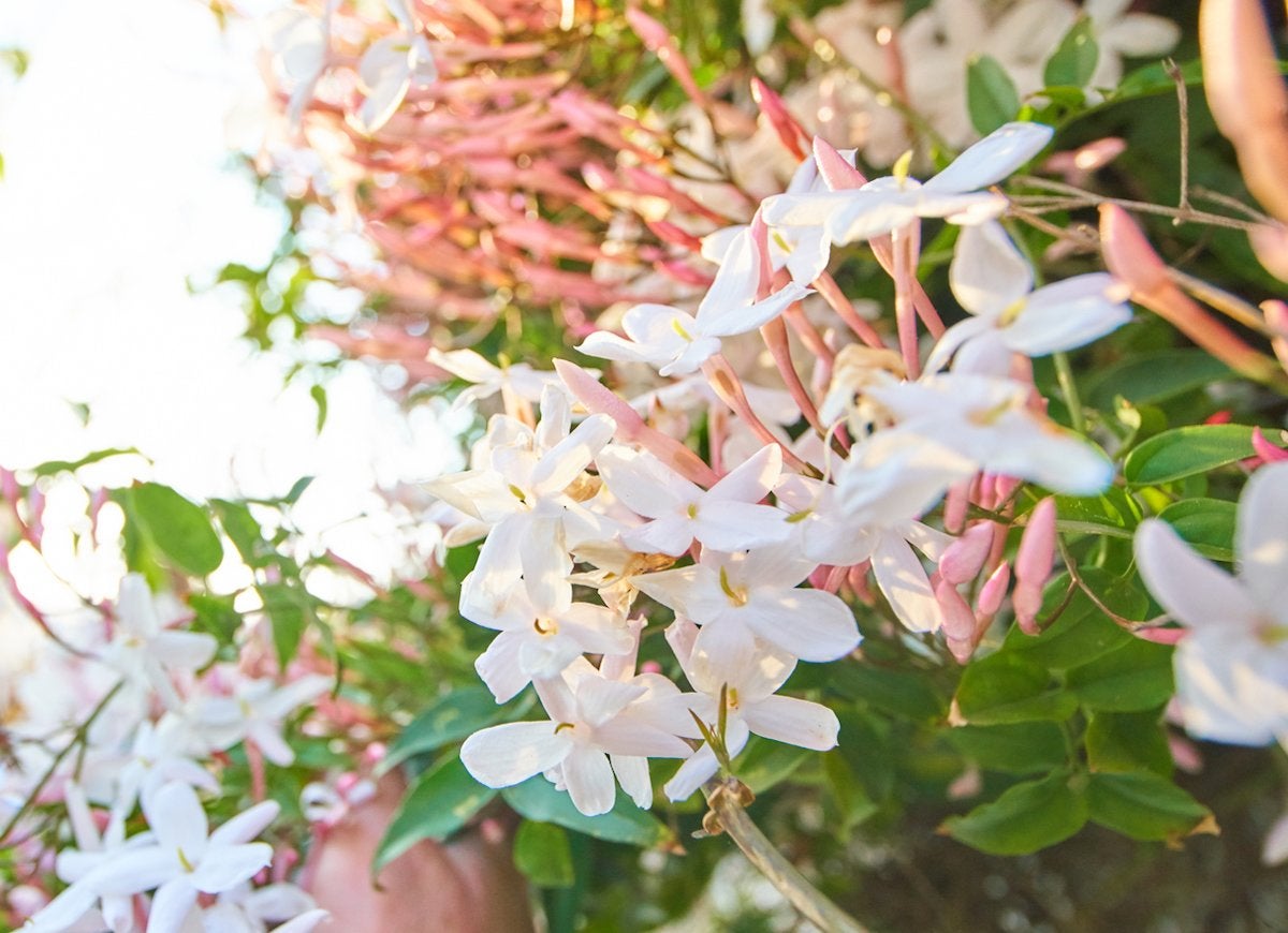 Flowering Climbers: 8 Cures for the Common Garden