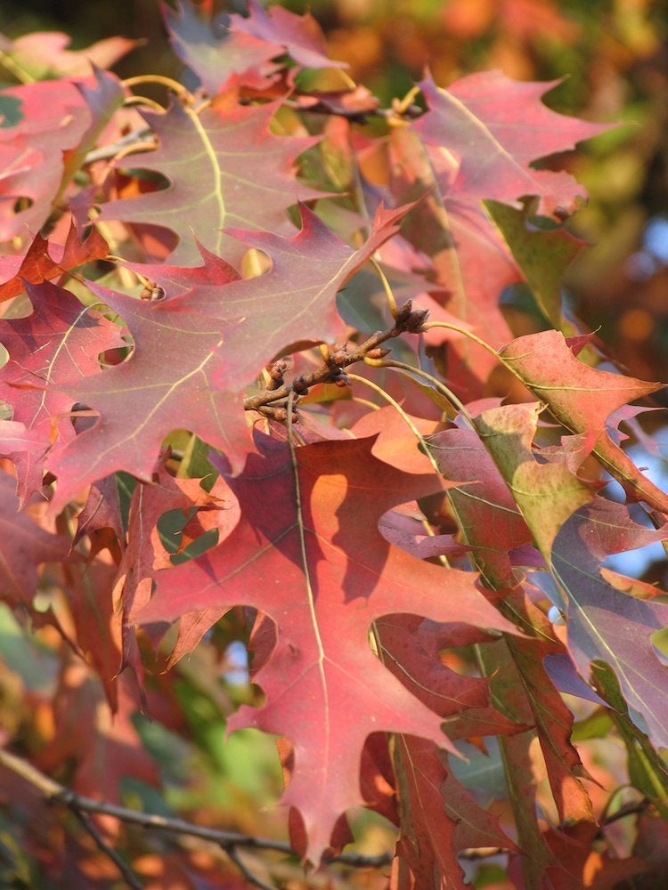 The Best Trees to Plant for Fall Foliage