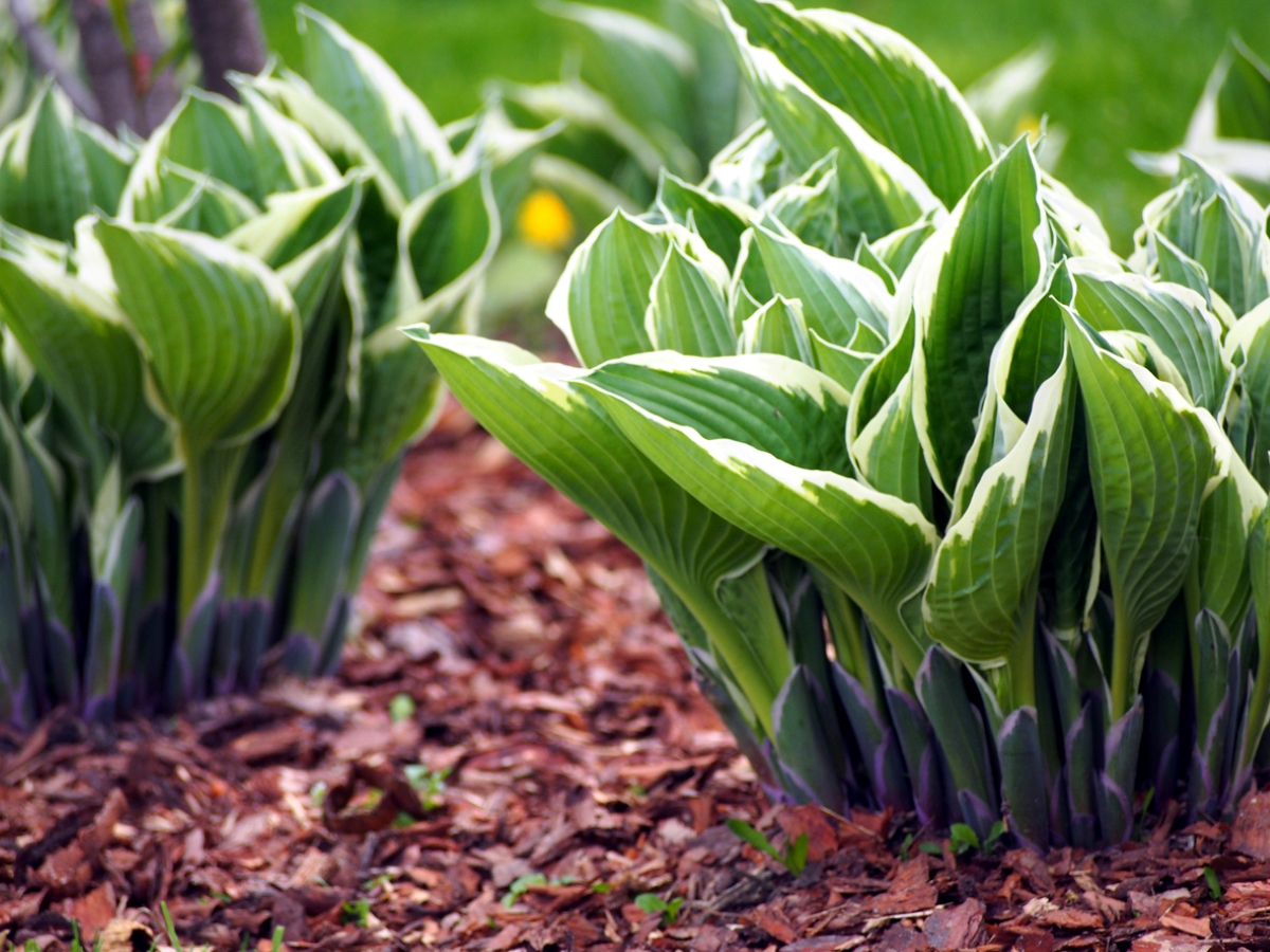 Hosta plants in the ground