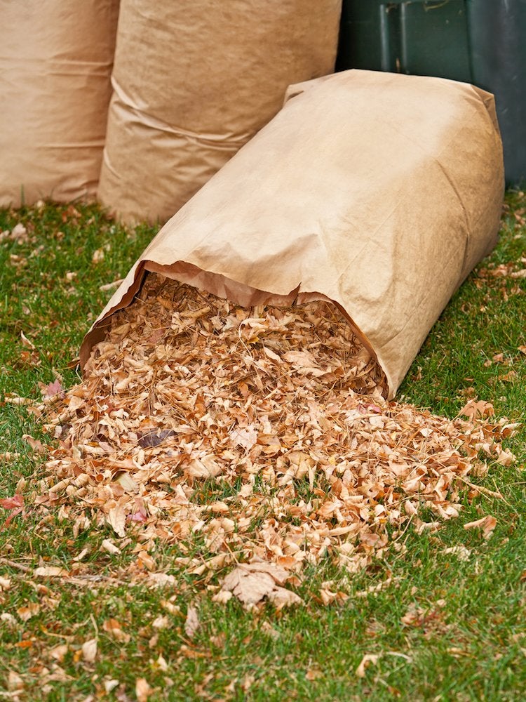 The Do’s and Don’ts of Cleaning Up Leaves