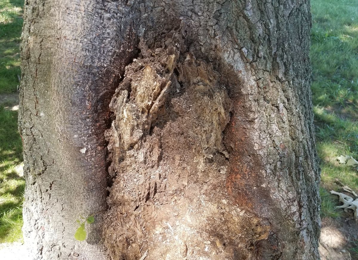 10 Signs a Tree in Your Yard Needs to Be Removed