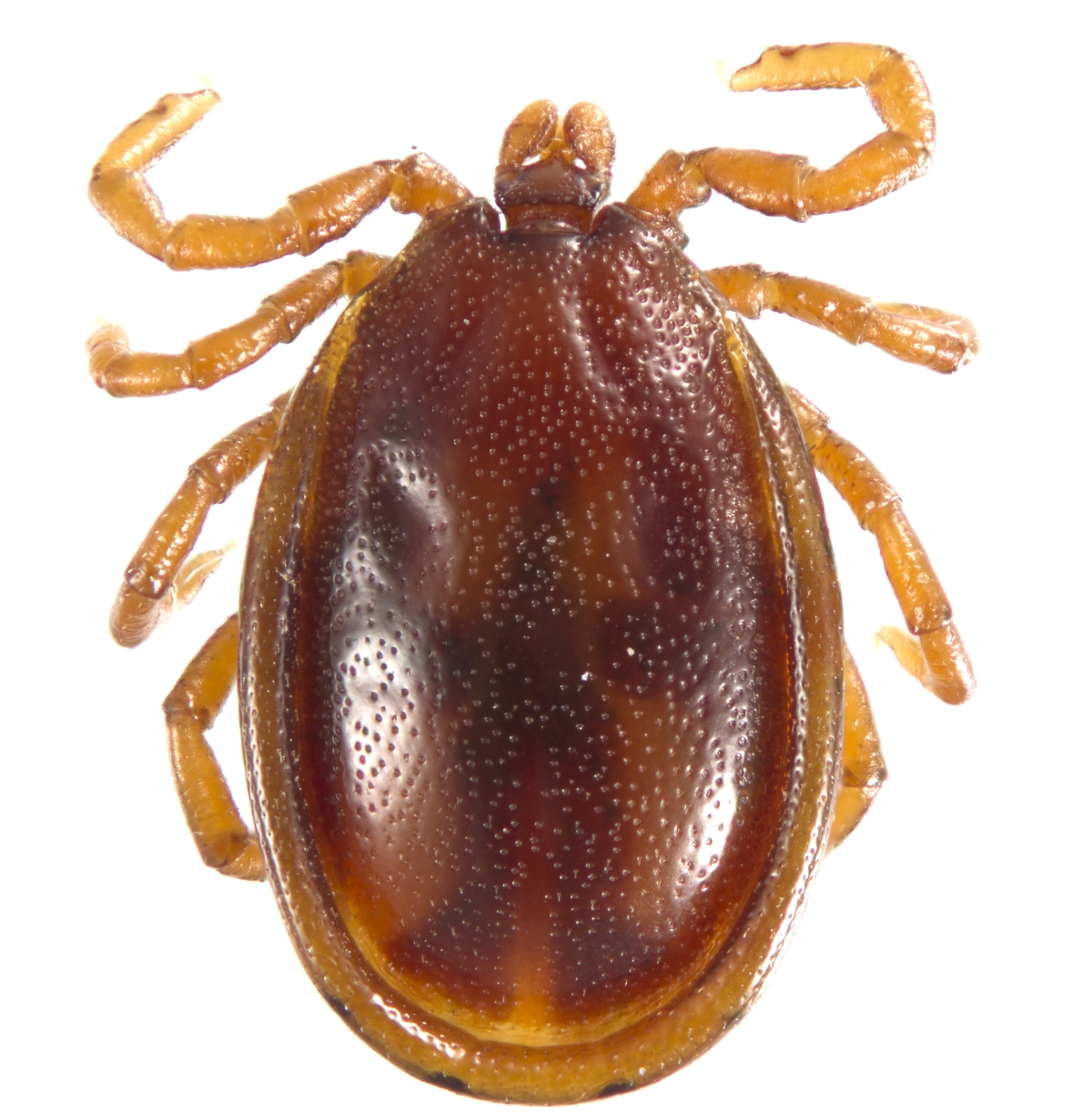 types of ticks - light brown tick on white background