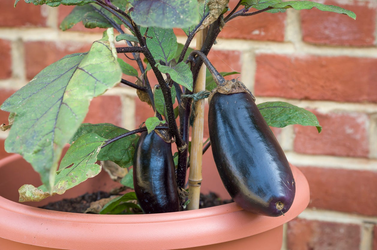 The 12-Inch Farm: 12 Foods You Can Easily Grow in Containers