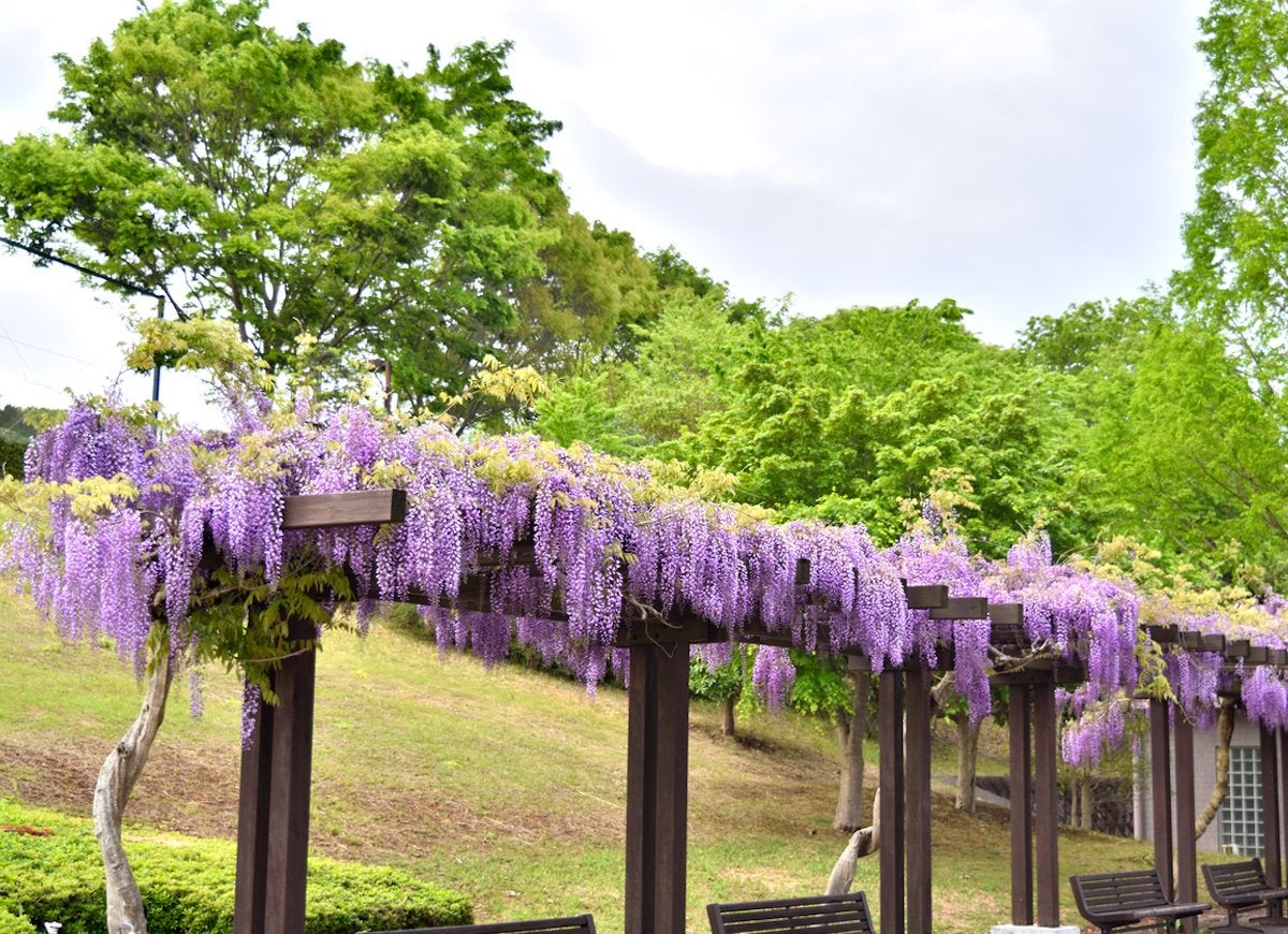 Flowering Climbers: 8 Cures for the Common Garden