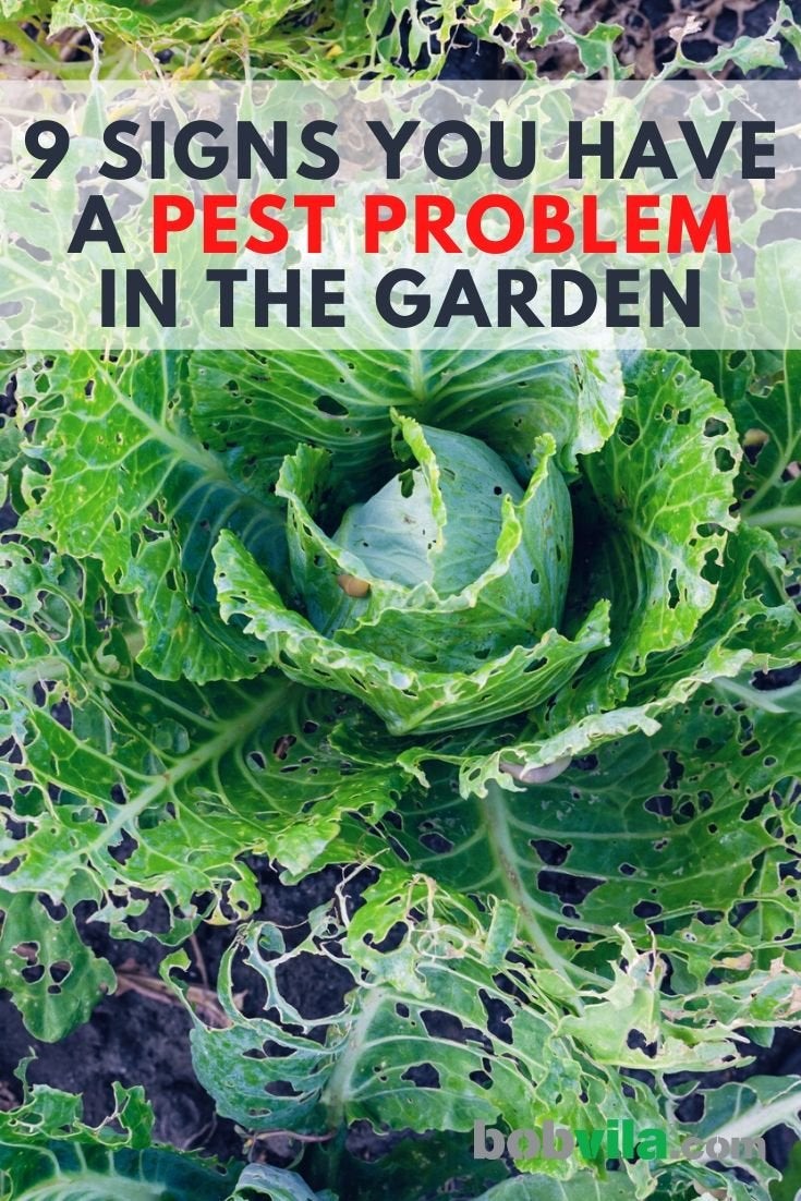 9 Signs You Have a Pest Problem in the Garden