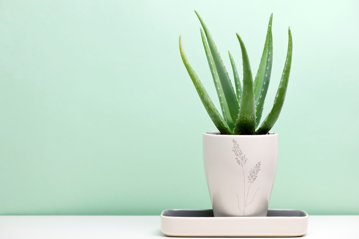 Potted aloe vera plant