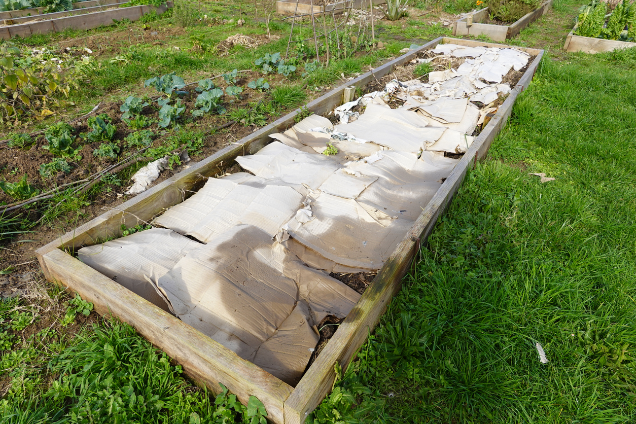 A raised wooden garden bed's soil is covered by a layer of cardboard as part of the sheet mulching process.