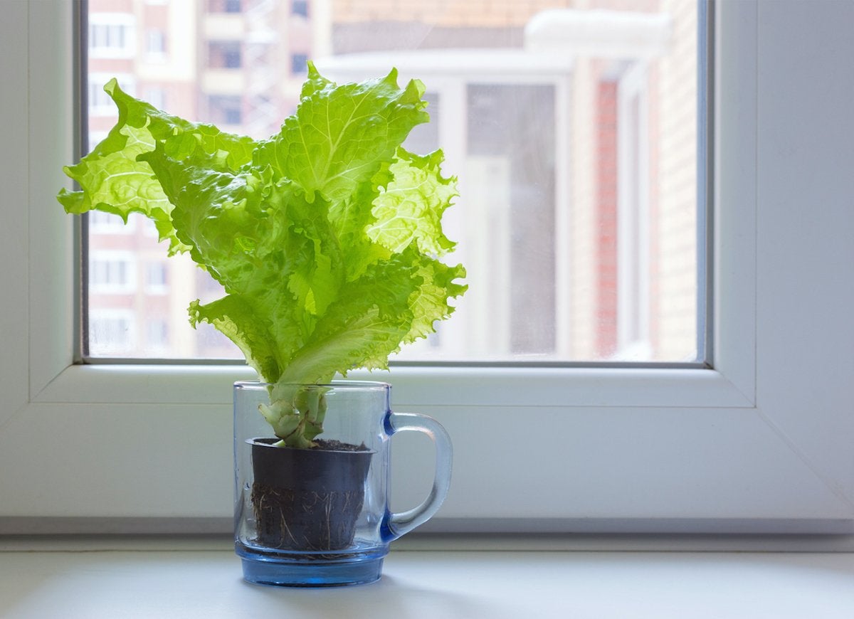 Comment faire : faire pousser des produits frais à partir de vos restes d'épicerie