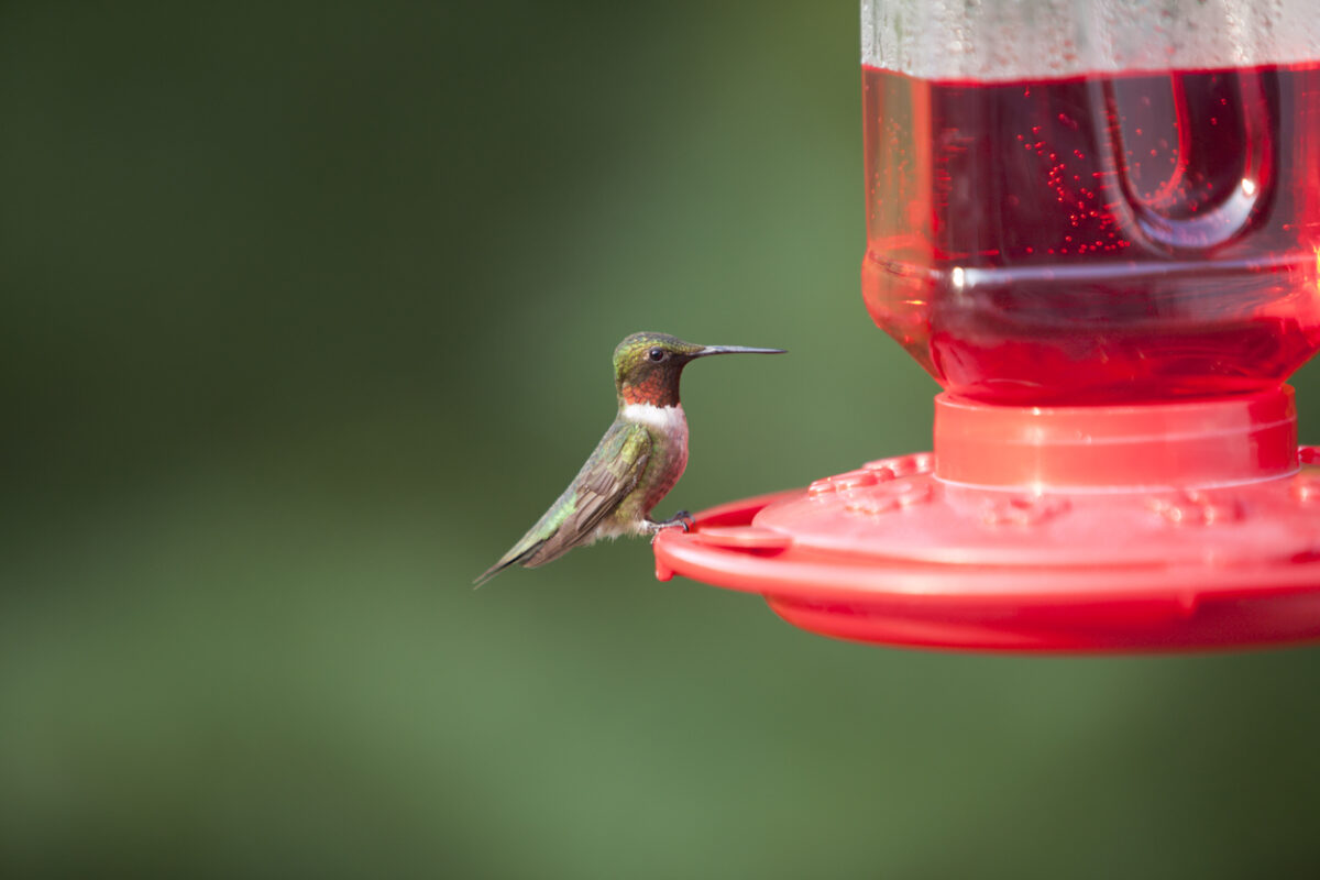 Attract More Hummingbirds to Your Yard by Avoiding These 10 Common Mistakes