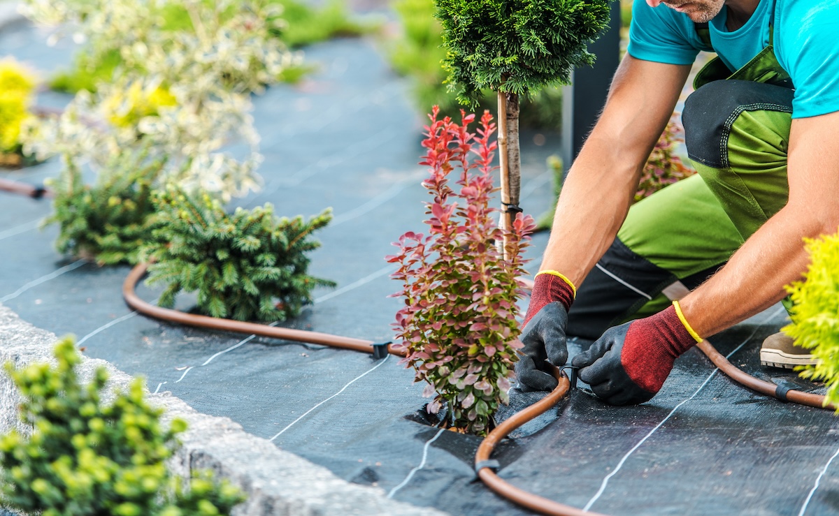 Person installing a drip irrigation system in a home landscape.