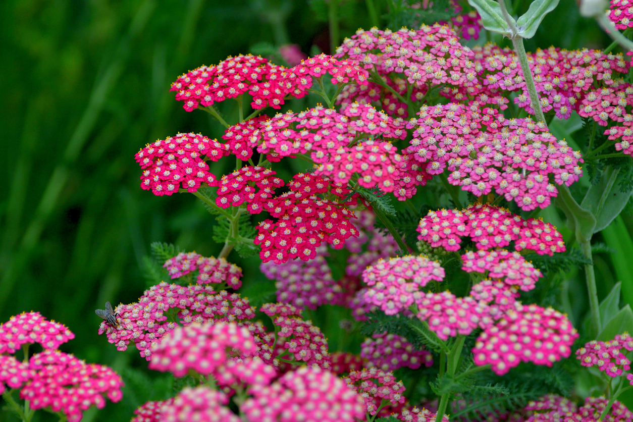 fleurs d'été