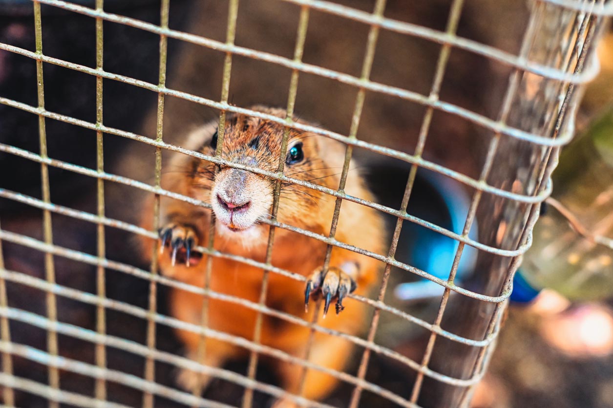 Coût de l'élimination des marmottes