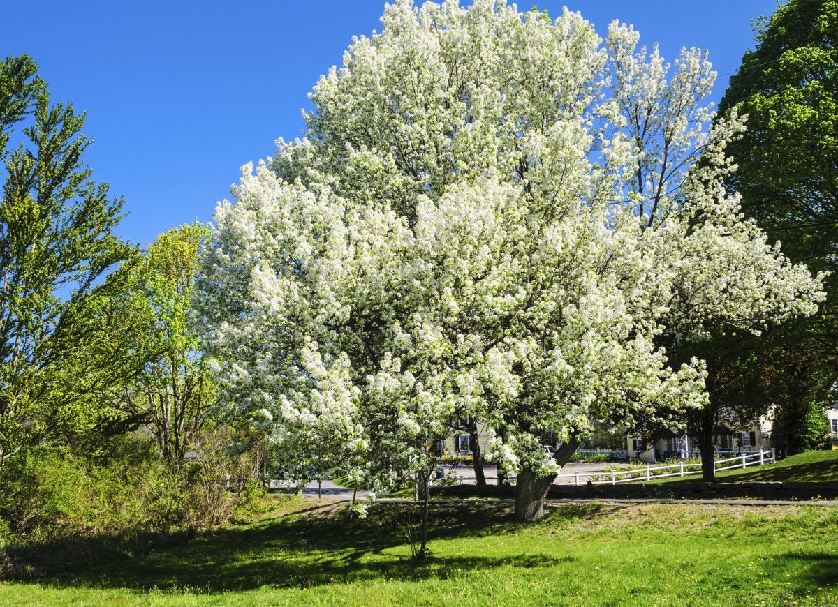 10 Trees That Spell Trouble for Your Yard