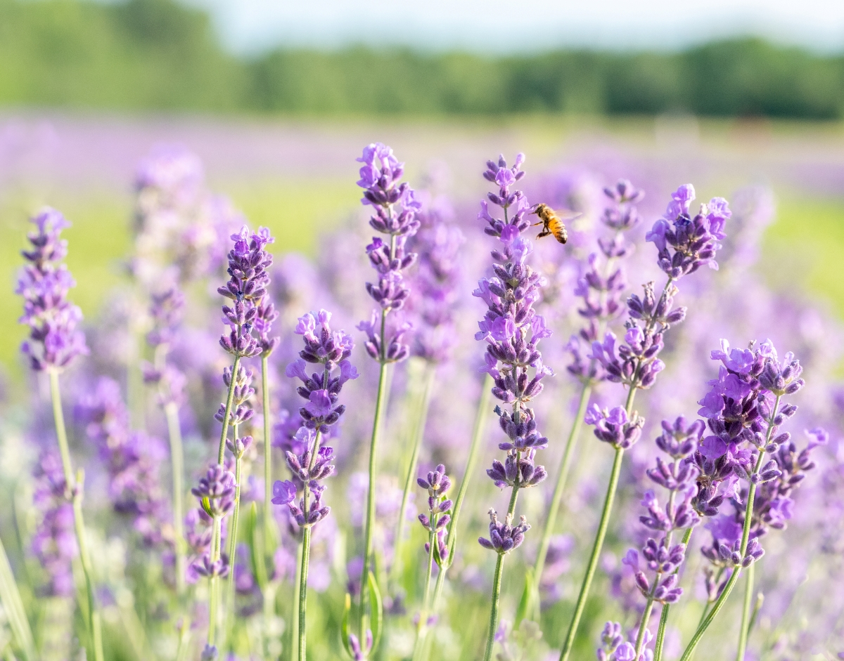 A bee approaching purple lavender flowers.