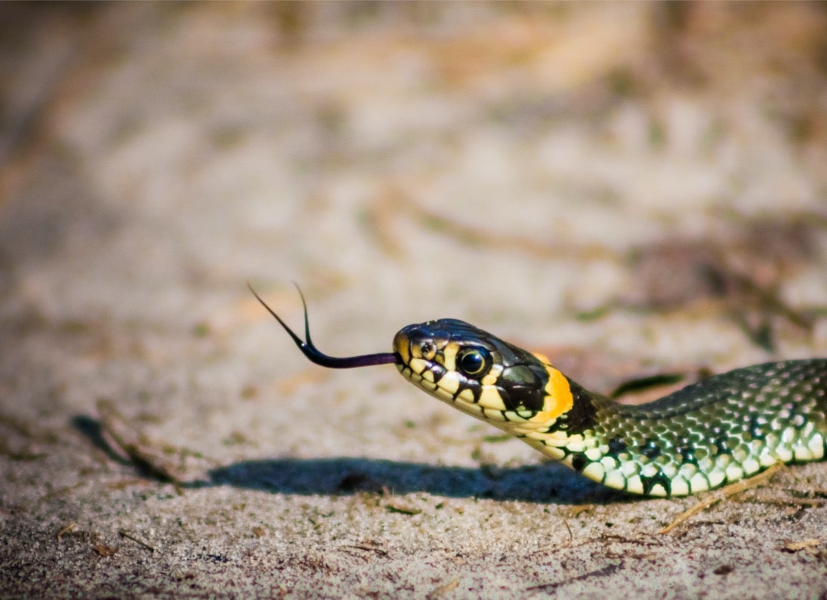 10 Pests That Might Be Living in Your Garage