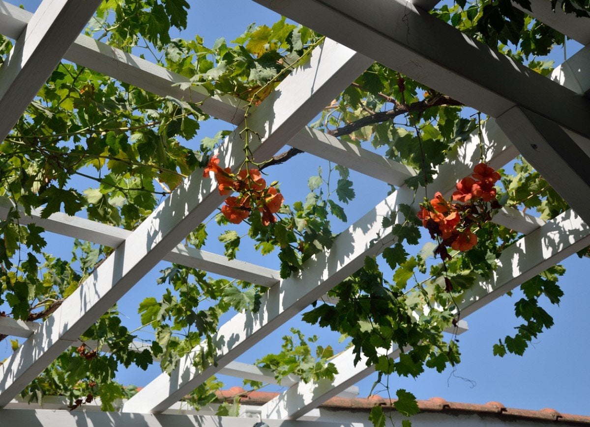 13 Beautiful Ways to Style a Backyard Pergola