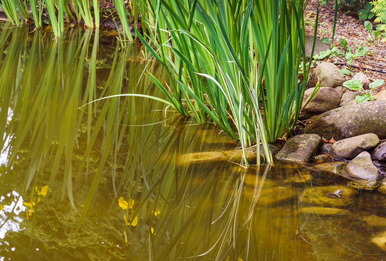 pond plants