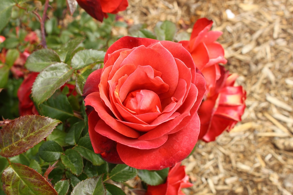 Rosa hot cocoa flower in a home landscape.