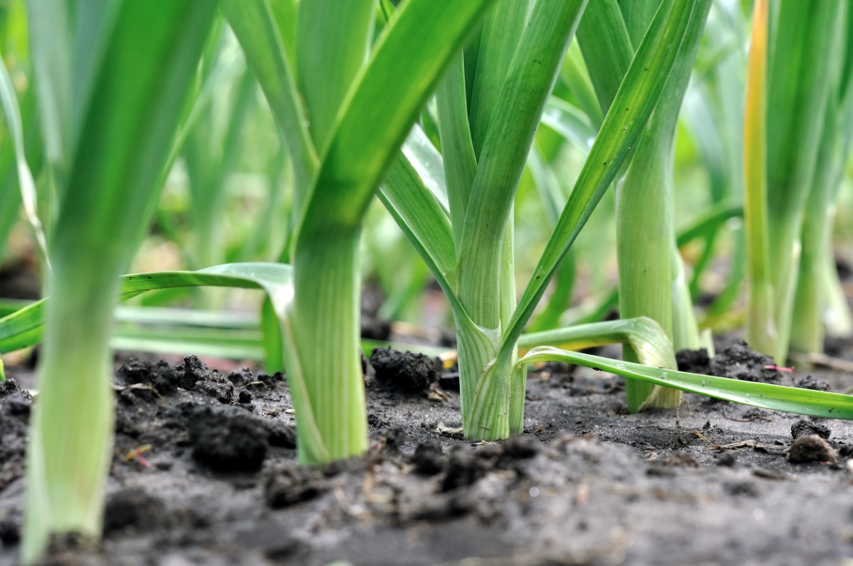 Leeks growing in ground