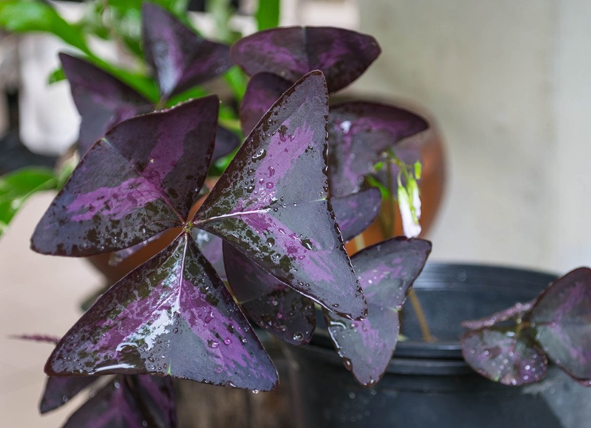 Count On These 25 Indoor Plants for Easy Color Year-Round