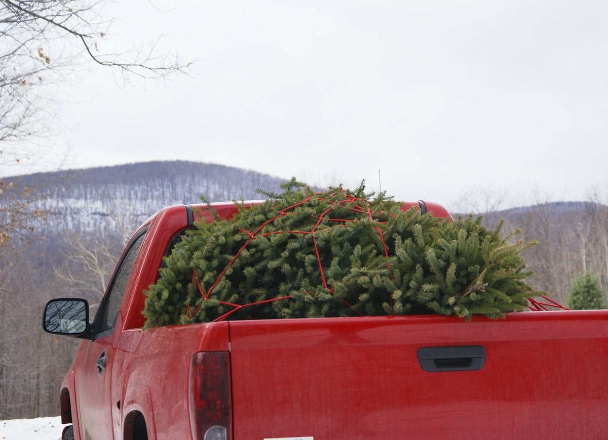 Christmas Miracle: 8 Simple Fixes for All Your Tree Troubles