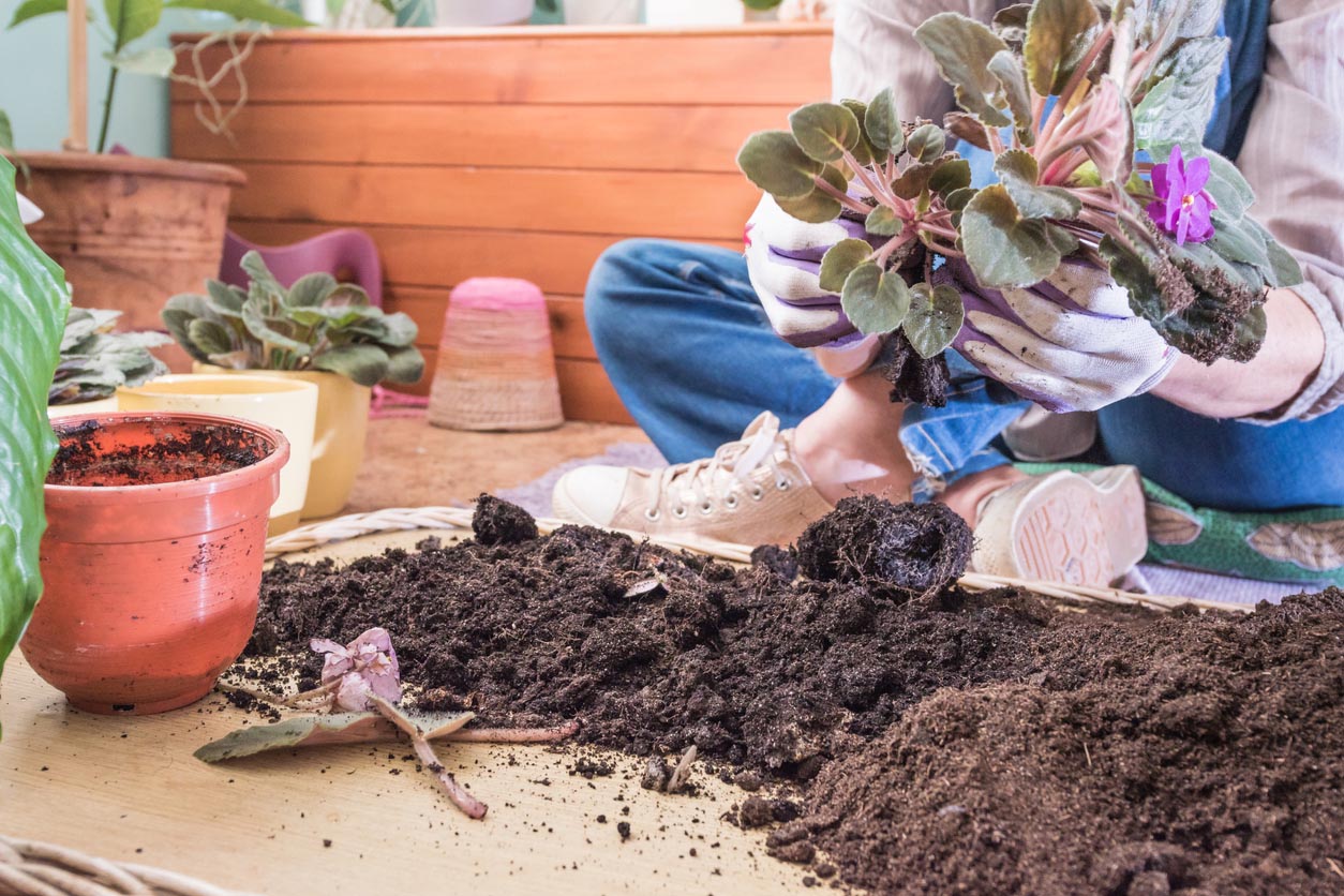 African Violet Care