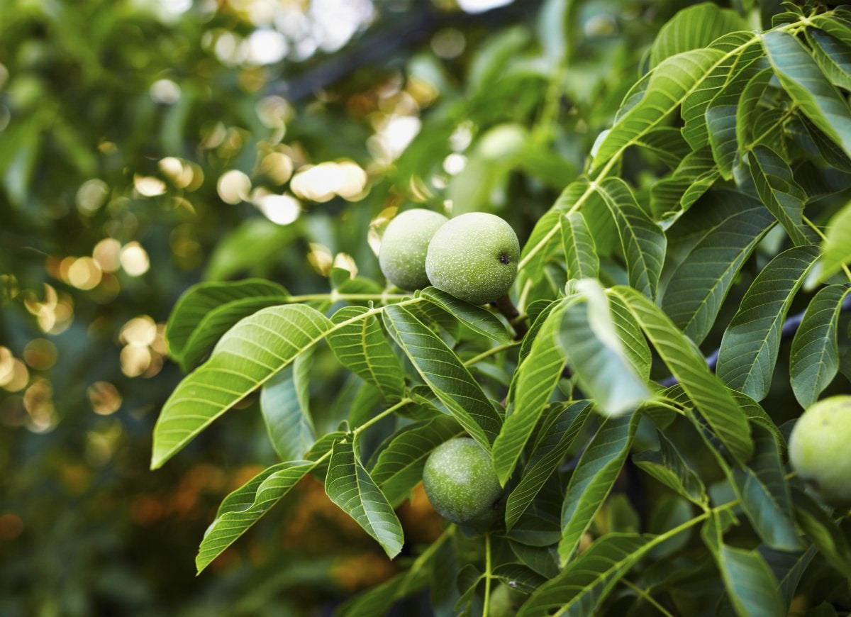 10 Trees That Spell Trouble for Your Yard