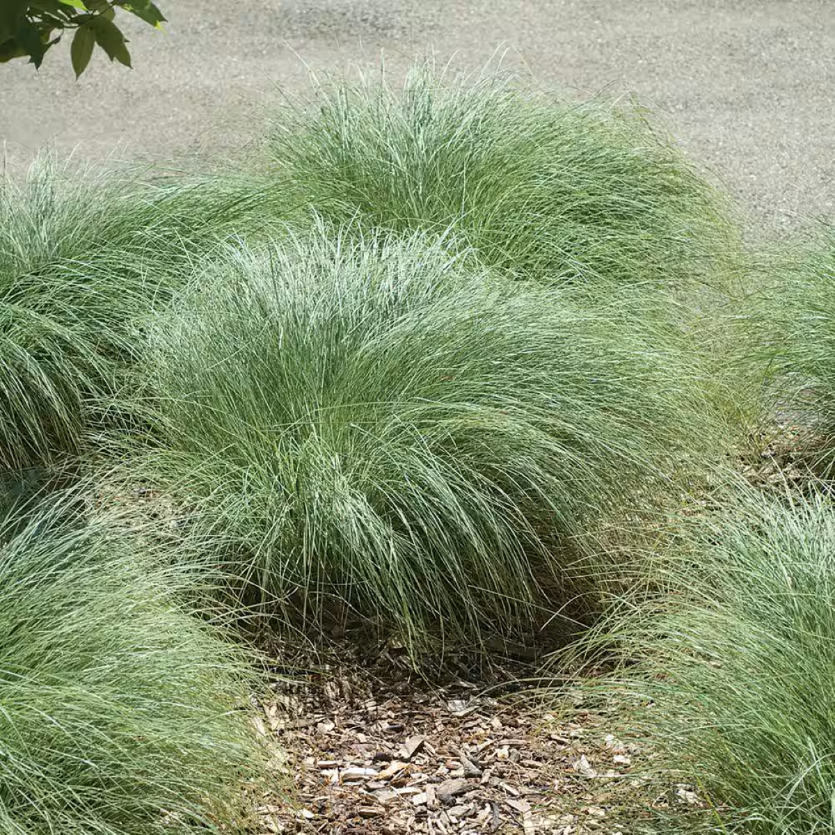 A group of sedges with light green blades of grass.