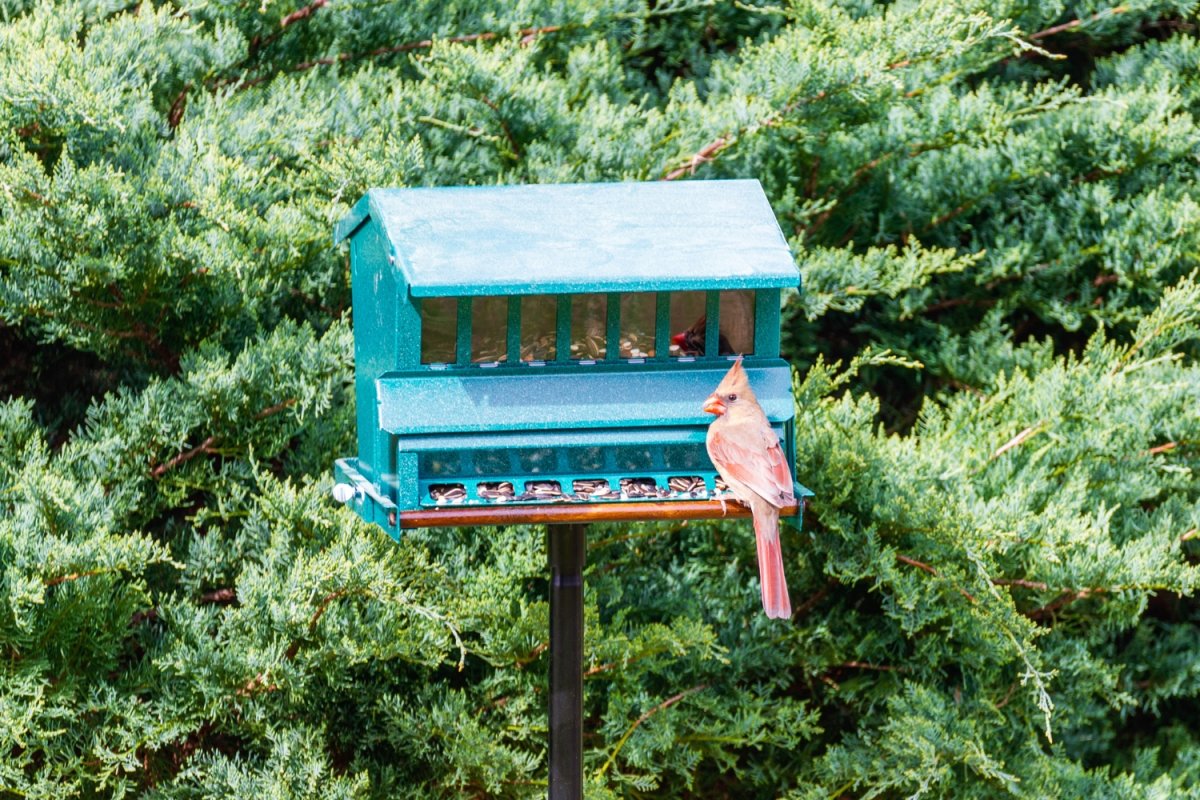 The Best Bird Feeders for Cardinals Review