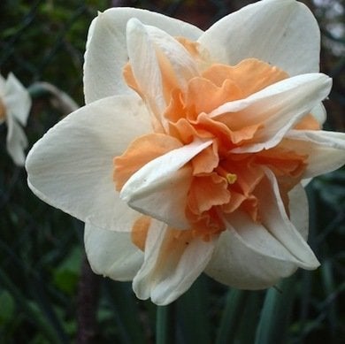 9 Daffodils to Cheer Up Your Garden