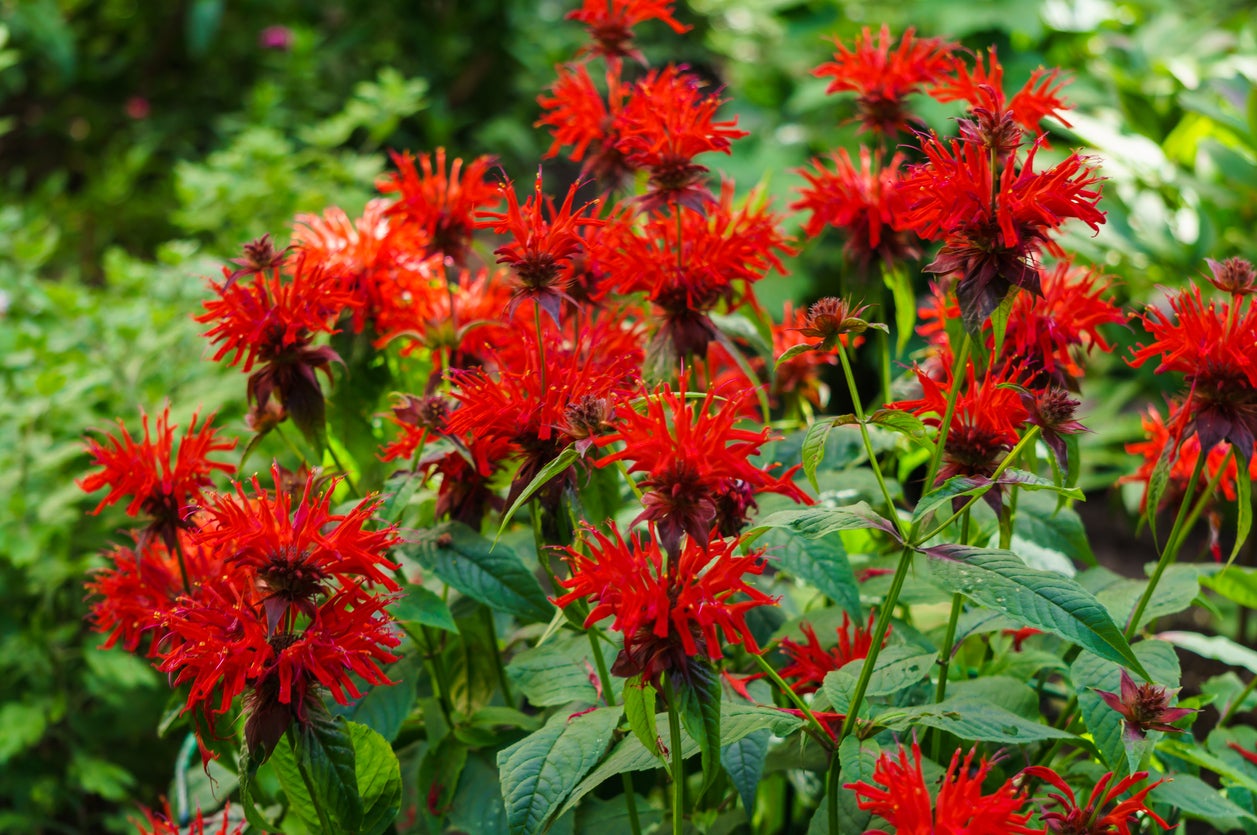 10 plantes de jardin pluvial qui peuvent aider à réduire le ruissellement