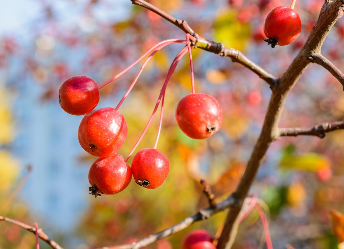 10 Garden Plants That Will Feed Backyard Birds in Fall and Winter