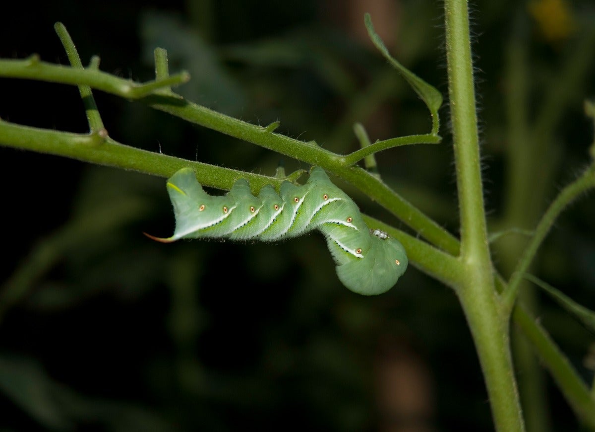 Beware of These 14 Pests That Only Come Out at Night