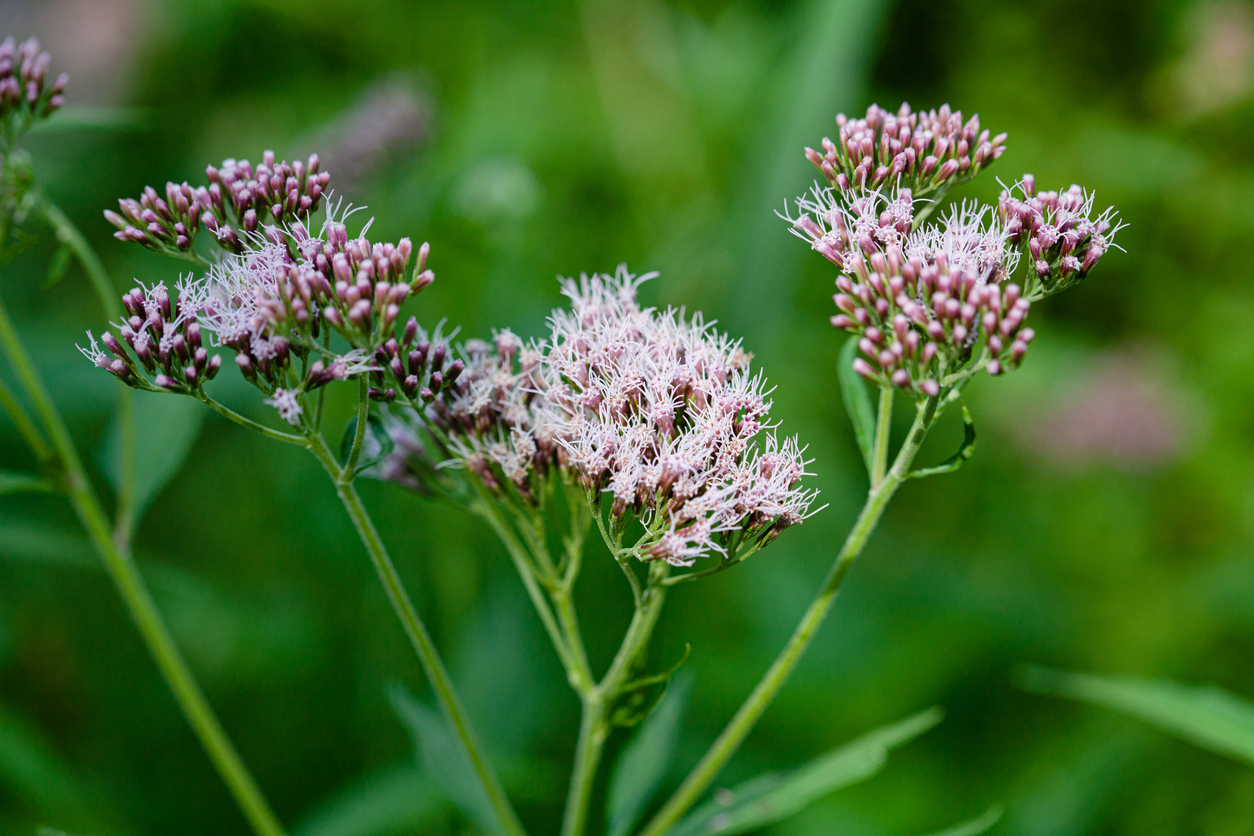 types of wildflowers joe pye weed