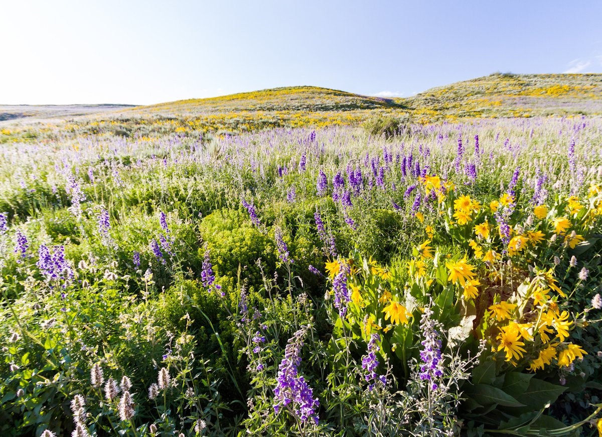 20 Places You Need to See If You Love Plants